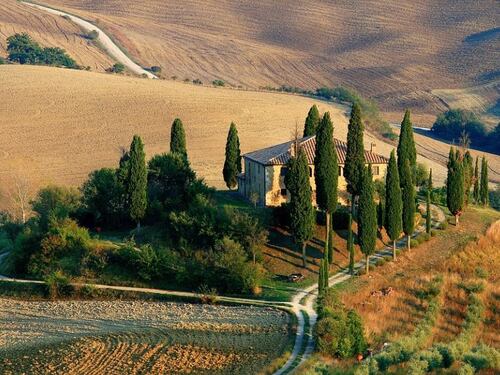 L’albero straniero che ha fatto la Toscana