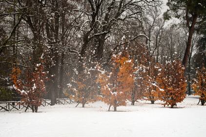 Bologna sotto la neve, le immagini 5