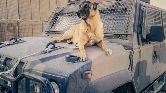 Addio a Jimmy, cane soldato. Salvava vite fiutando bombe
