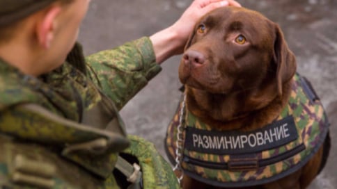 Il "college" dove si impara ad annusare l'esplosivo