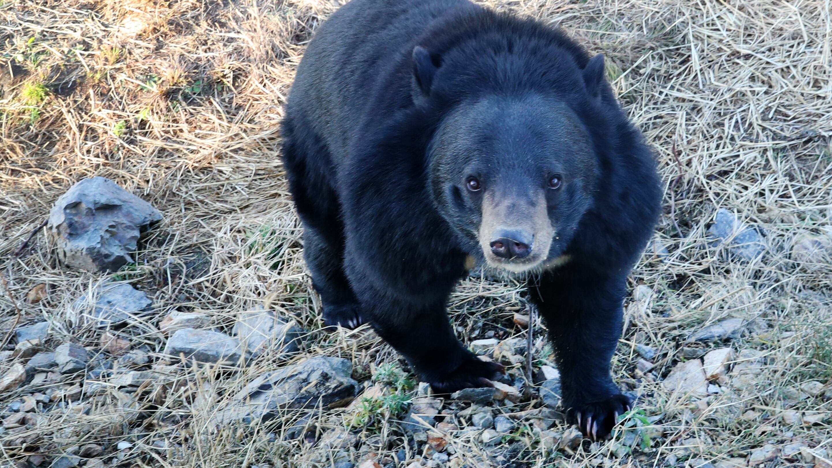 "Bata selfie con l'orso depresso", la polizia lancia l'allarme. Animali stressati