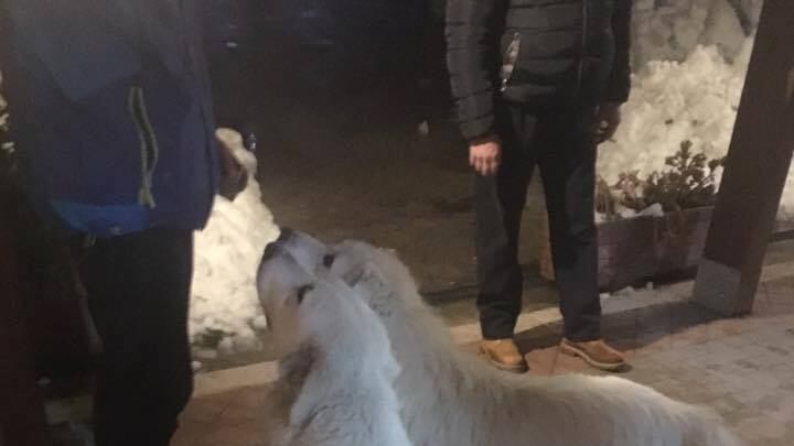 "Lupo e Nuvola sono vivi": i cani mascotte dell'hotel Rigopiano ce l'hanno fatta