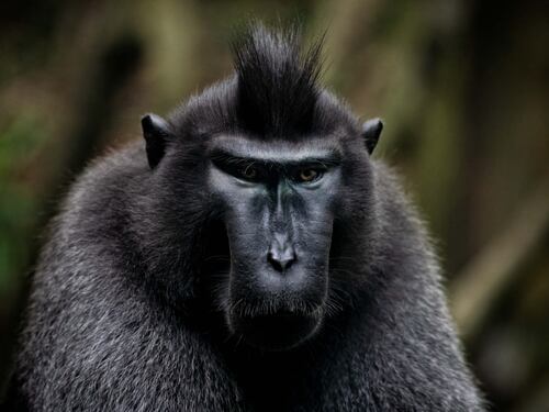 I veri assi dei videogiochi? I macachi