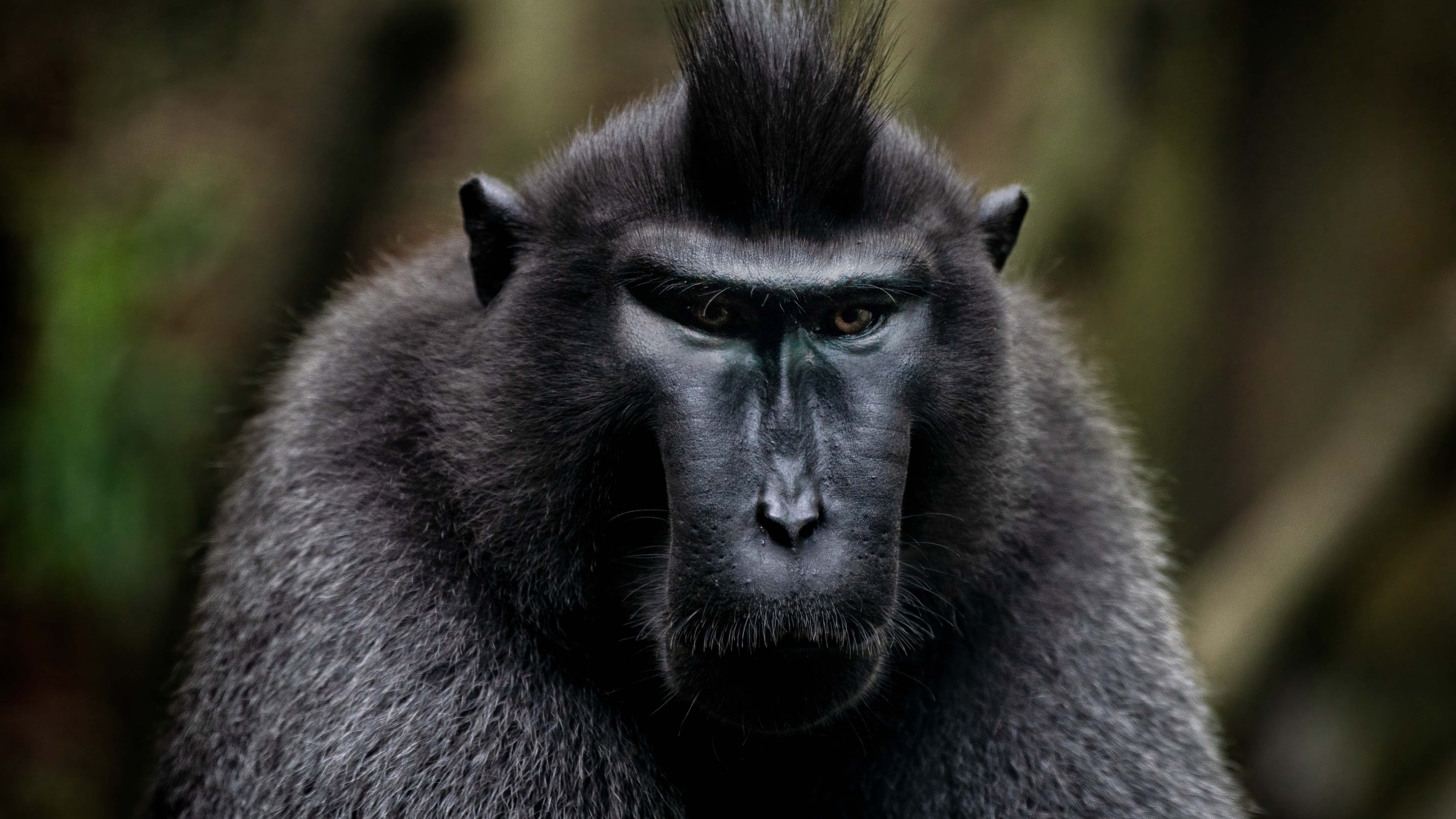 I veri assi dei videogiochi? I macachi
