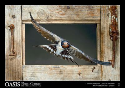 Le più belle foto di animali e natura 8