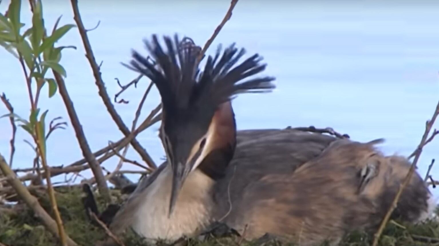 "È l'uccello del secolo": il folle concorso dietro la vittoria del pūteketeke