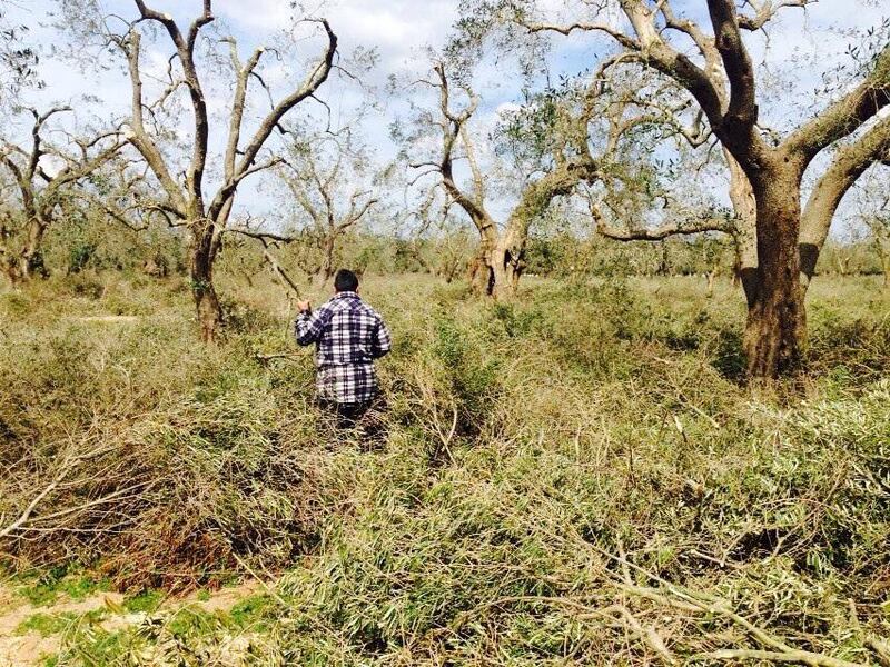 Xylella, ruspe negli uliveti di Oria. Gli ambientalisti tentano il blocco 2