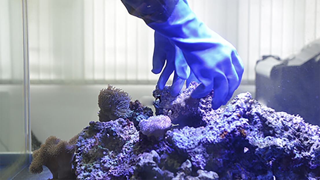 Tossina letale nell'acquario di casa, famiglia viene messa in quarantena
