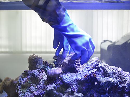 Tossina letale nell'acquario di casa, famiglia viene messa in quarantena