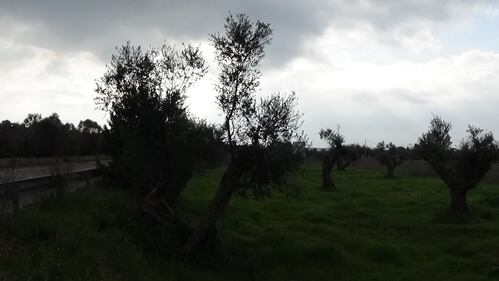 Gallipoli, l'epicentro del focolaio dove gli ulivi "sono stati lasciati morire" 12