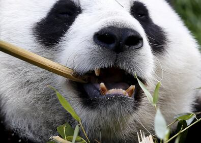 Il parco di Chimelong mette in mostra i panda 11