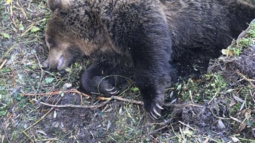 Tarvisio piange il suo orso Uscito dalla foresta e travolto da un furgone