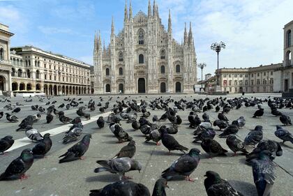 Coronavirus, gli animali selvatici (e non) invadono le città 7