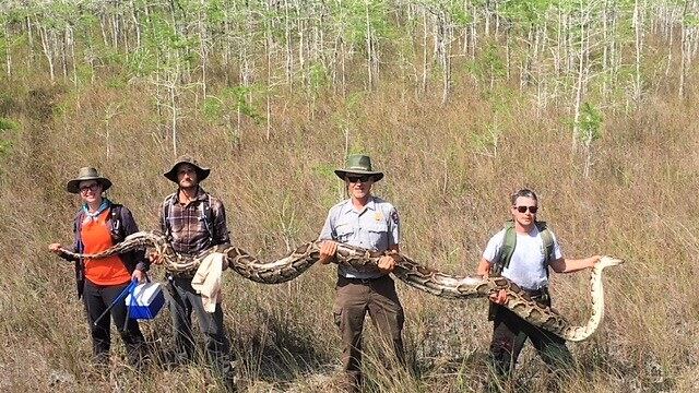 Florida, catturato pitone femmina da record: pesa 63 chili, è lunga 5 metri