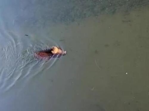 Milano, cinghiale fa il bagno in Darsena: "arrestato" dalla polizia