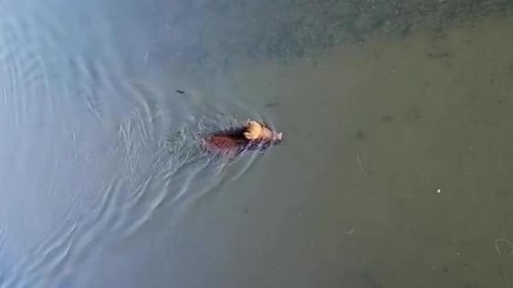 Milano, cinghiale fa il bagno in Darsena: "arrestato" dalla polizia