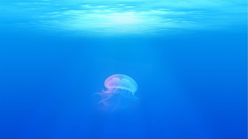Punture da medusa: ecco cosa fare