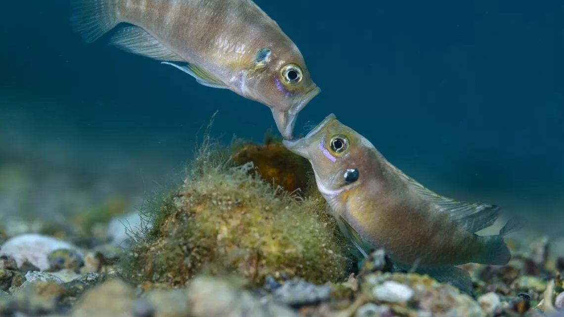 Bellezza e forza della natura in 100 scatti: a Milano “Wildlife Photographer of The Year”