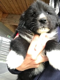 Milano, cagnolini gettati in tangenziale 8