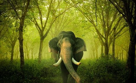 Elefante si fa un selfie 10