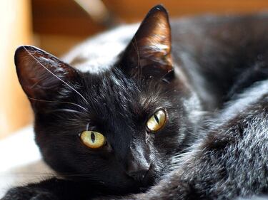 Gatto nero, foto 33
