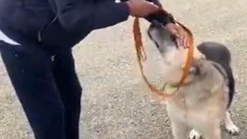Andrea Bocelli adotta un cane sordo e ferito dalle bombe in Ucraina
