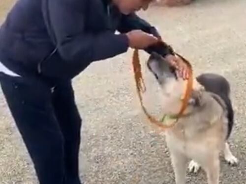 Andrea Bocelli adotta un cane sordo e ferito dalle bombe in Ucraina