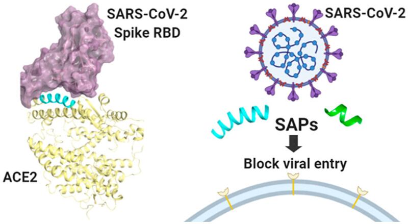 Inibizione dose-dipendente dell'infezione da lentivirus pseudotipato SARS-CoV-2 Spike da parte di SAP