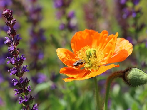Biodiversità, che cos’è e perché è importante