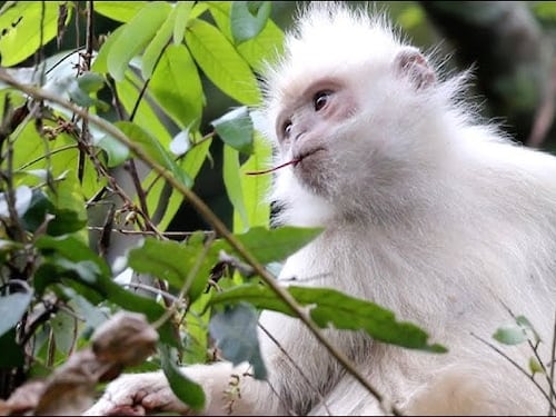White monkeys, gli stranieri pagati in Cina per sembrare esperti occidentali