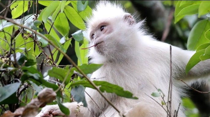 White monkeys, gli stranieri pagati in Cina per sembrare esperti occidentali