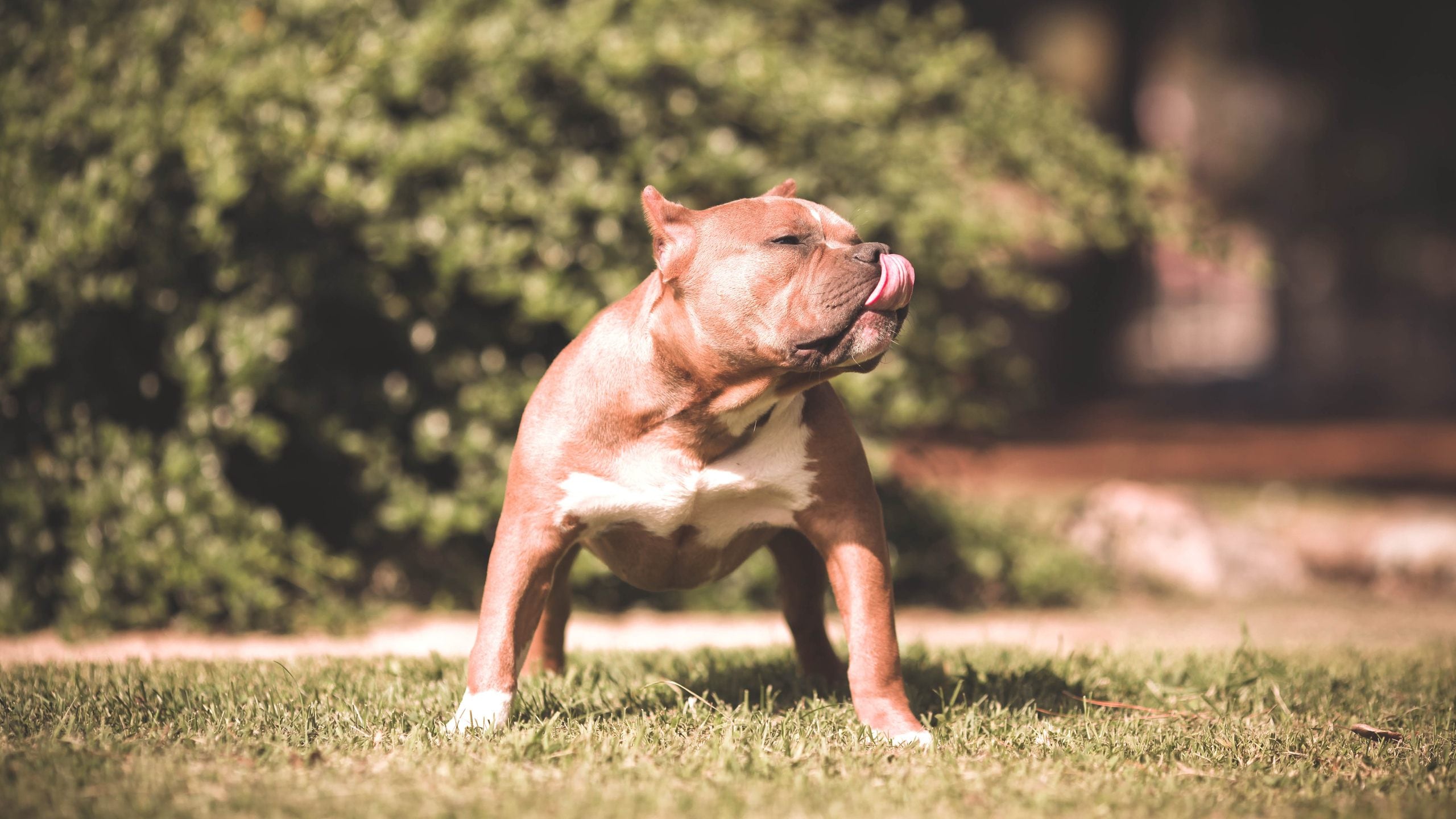 Pitbull indisturbati per la città: vigile salva 27 bambini e viene azzannato
