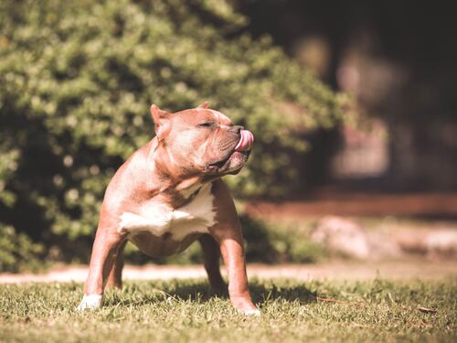"Lesbiche di m***a", e aizza contro le donne il suo cane: 28enne condannato