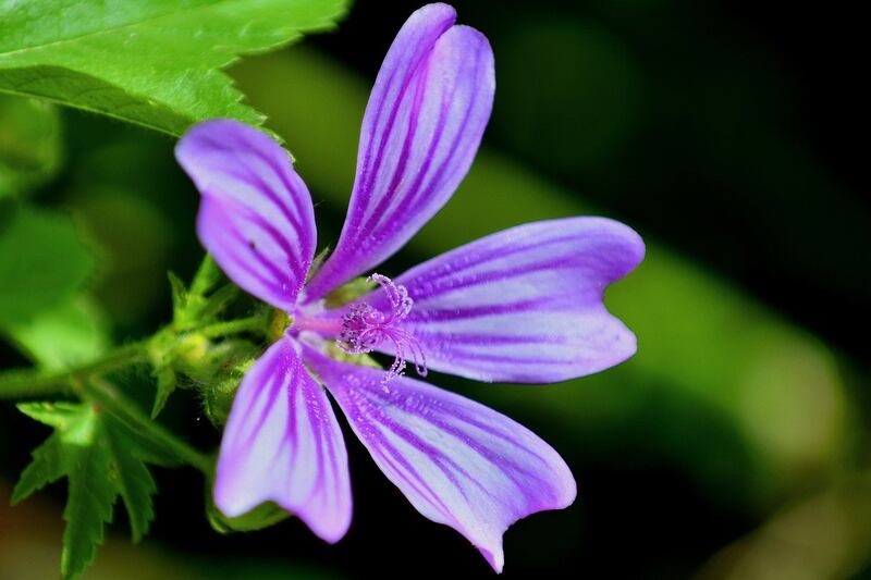 Malva
