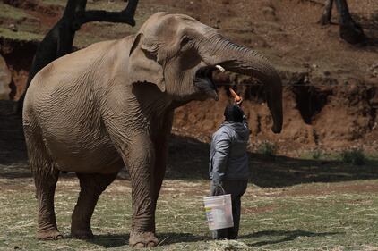 Gli animali del bioparco ancora chiuso per l'emergenza Covid-19 9