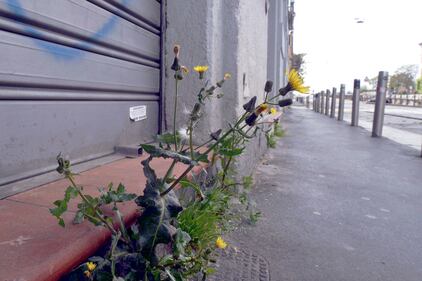 A Milano, la natura riprende i suoi spazi in città 3