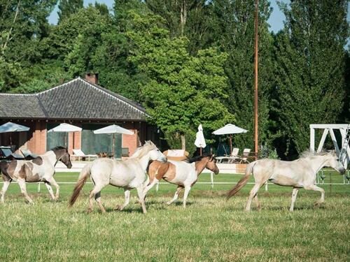 Il paradiso dei cavalli salvati dal macello: "E li facciamo adottare"
