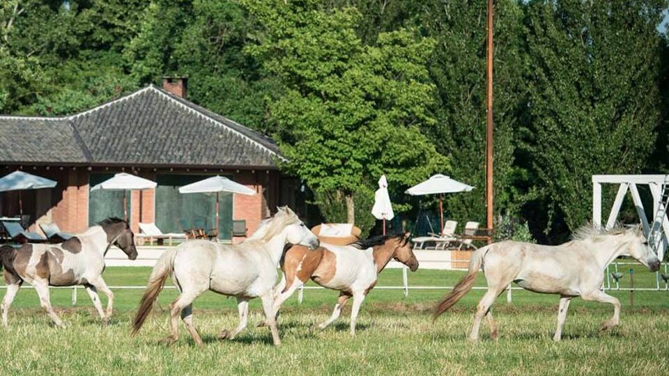 Cavalli maltrattati Una petizione vuole salvarli