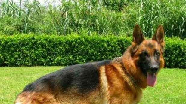 Fiano Romano, bambina di tre anni uccisa dal cane di famiglia