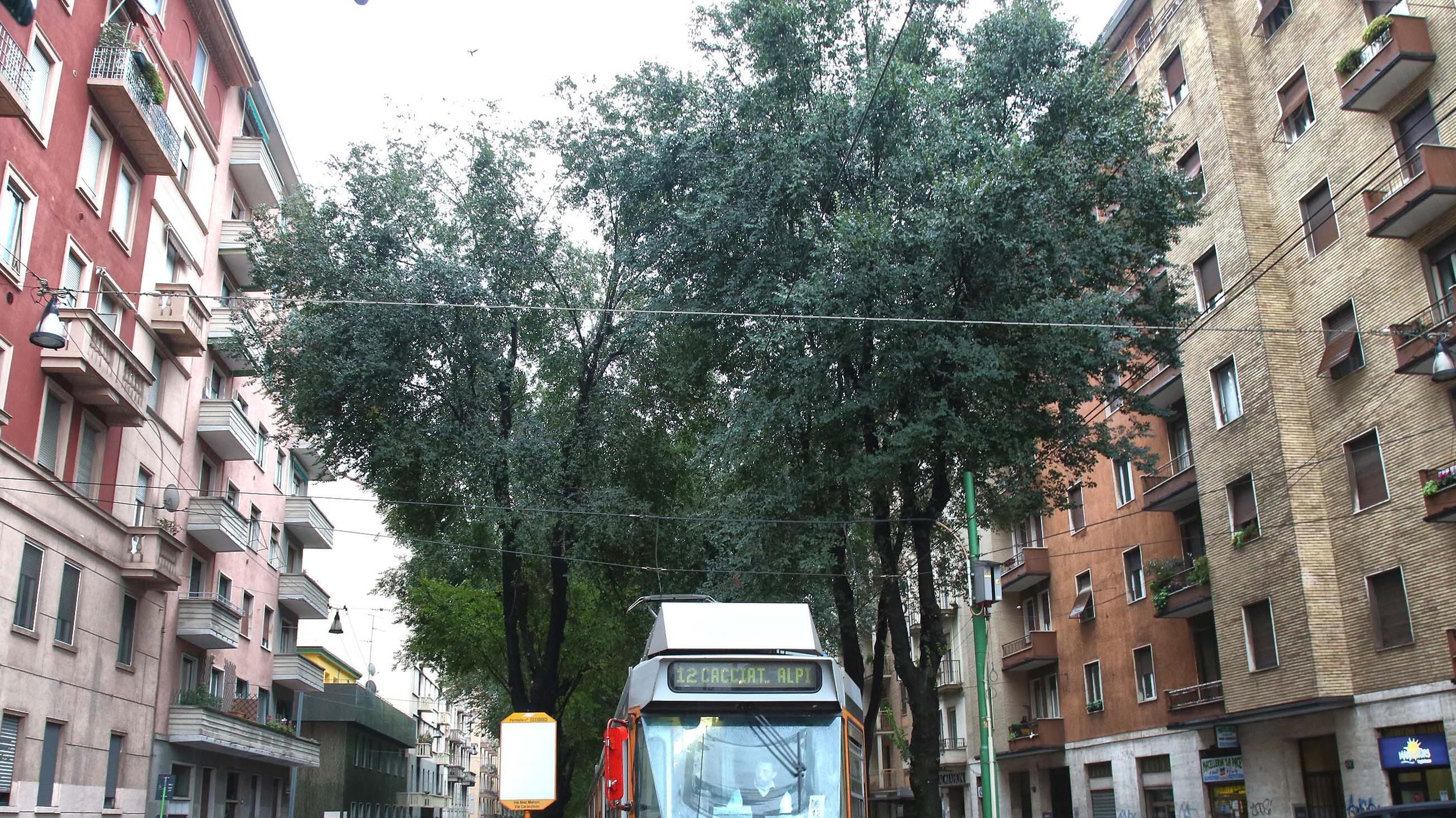 Olmi di MacMahon, si decide a lavori in corso