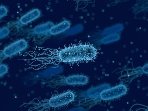 Tumore allo stomaco, rischio dimezzato eliminando il batterio dell'ulcera