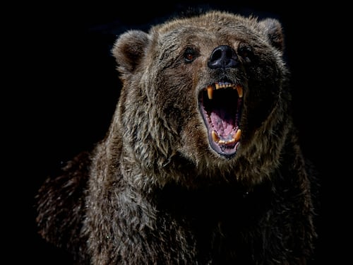Meglio orso che femminista