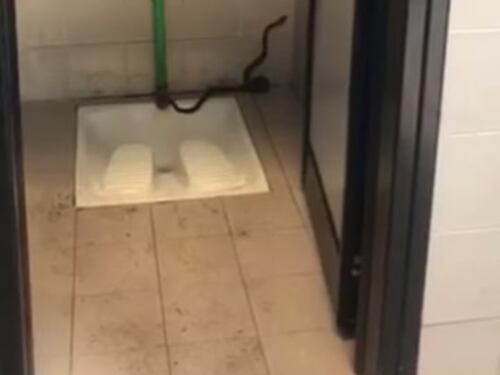 Taranto, un serpente nel bagno dell'Ilva