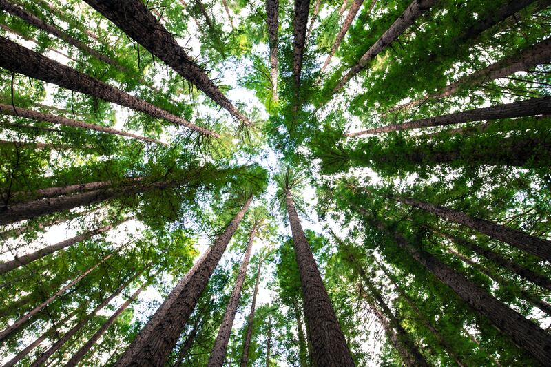 La Forestale racconta alberi e natura a 250 ragazzi