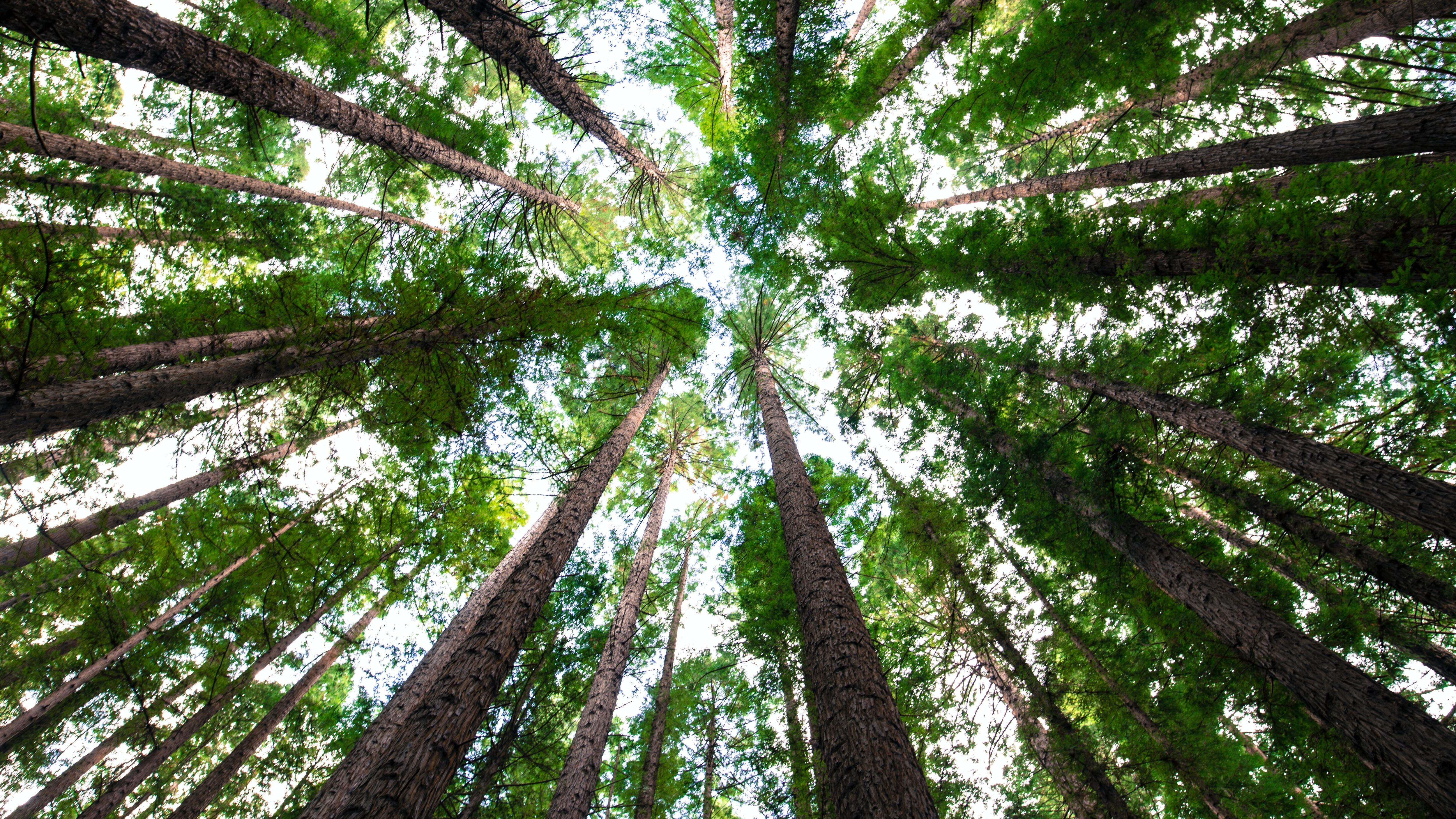 La Forestale racconta alberi e natura a 250 ragazzi