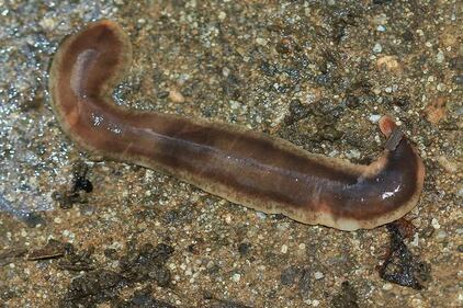 Le immagini delle specie aliene invasive 5