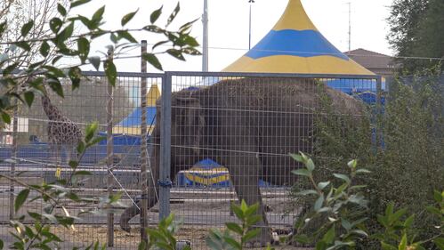Gli animali del circo "parcheggiati" sull'asfalto 6