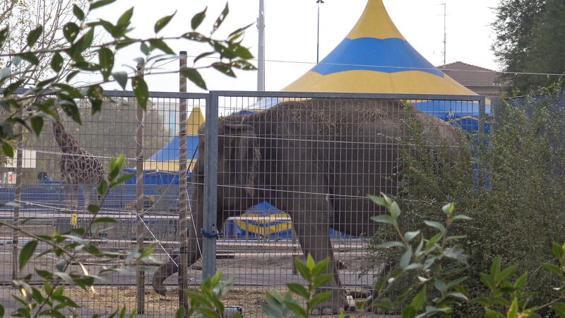 Gli animali del circo "parcheggiati" sull'asfalto 6