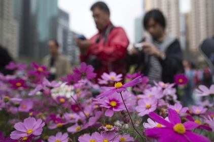 Hong Kong, il giardino tra i palazzi 7