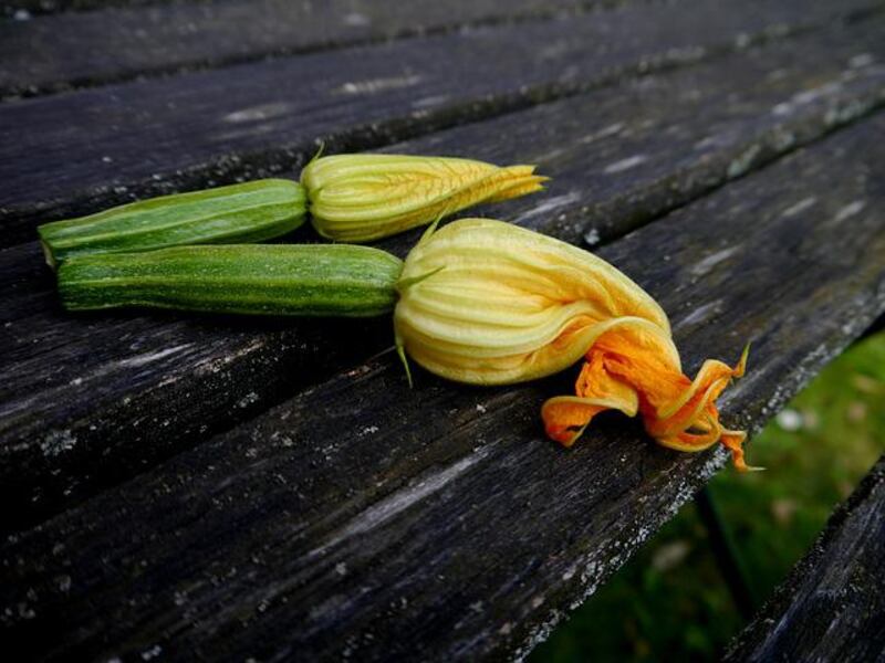 Fiori di zucchina